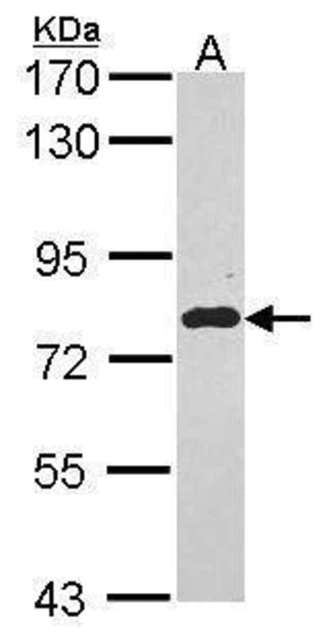 Anti-EML1