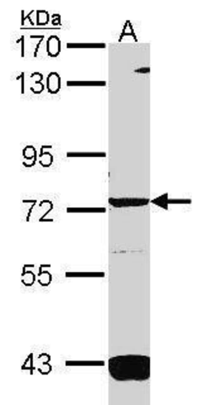 Anti-GCS-alpha-3