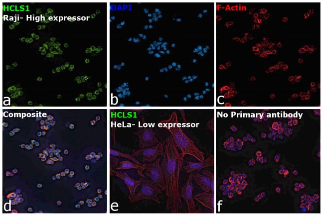 Anti-HCLS1