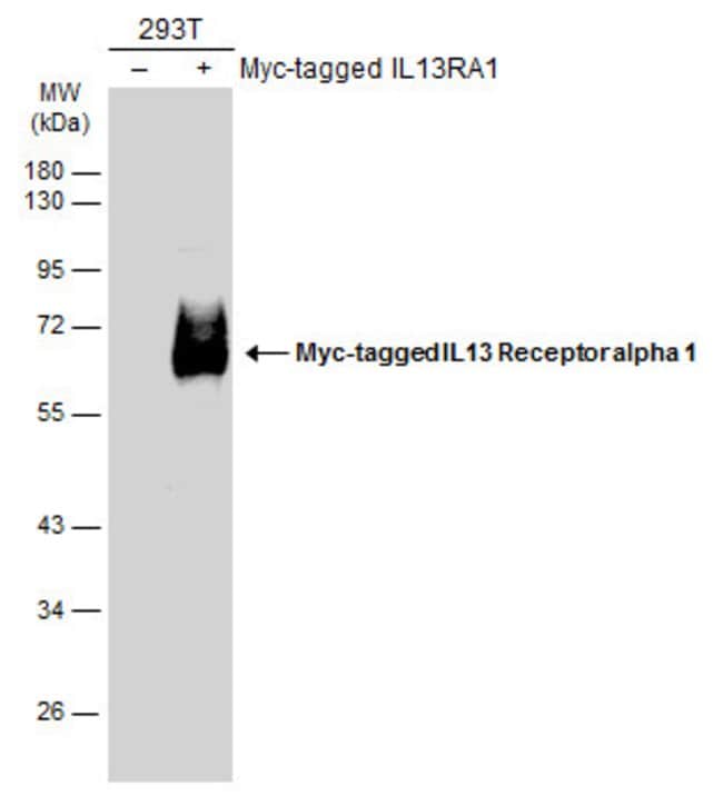 Anti-IL13 receptor alpha 1
