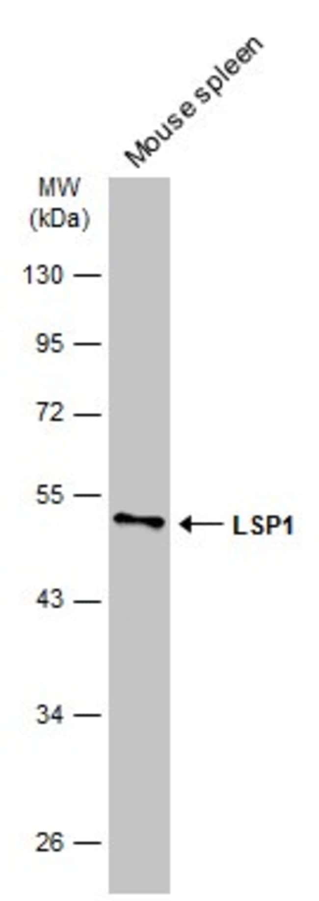 Anti-LSP1