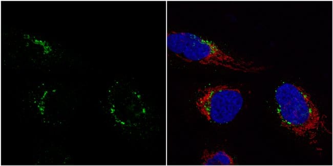 Anti-Nucleobindin 1