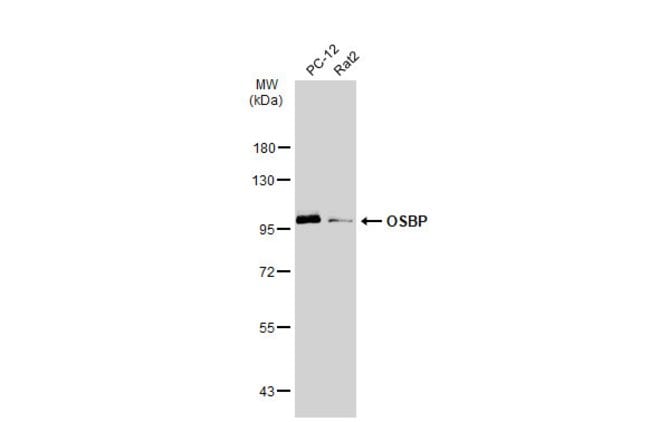 Anti-OSBP