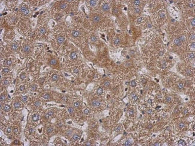 Anti-PABPC3