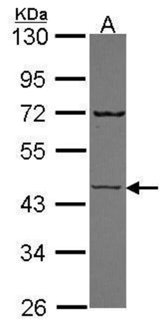 Anti-Semenogelin I