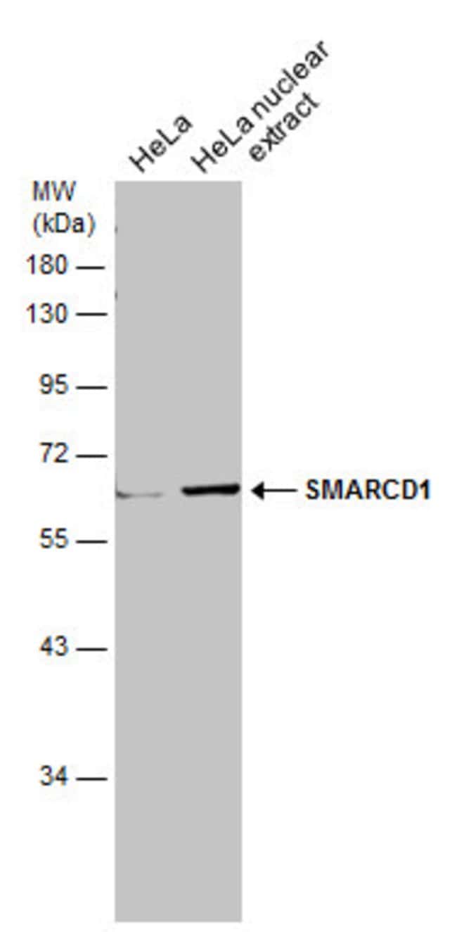 Anti-SMARCD1