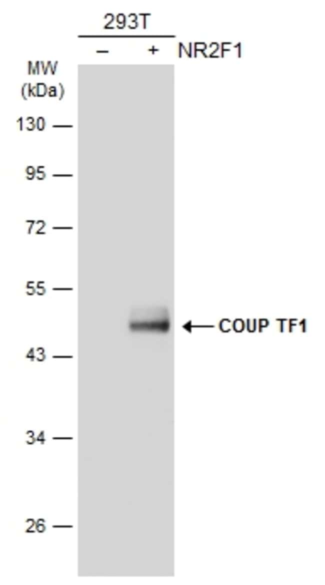 Anti-COUP TF1