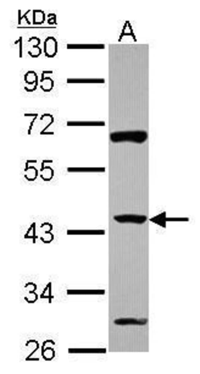 Anti-ZNF2