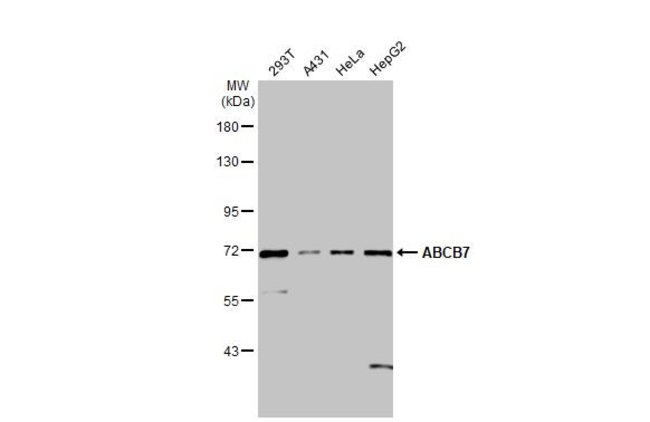 Anti-ABCB7