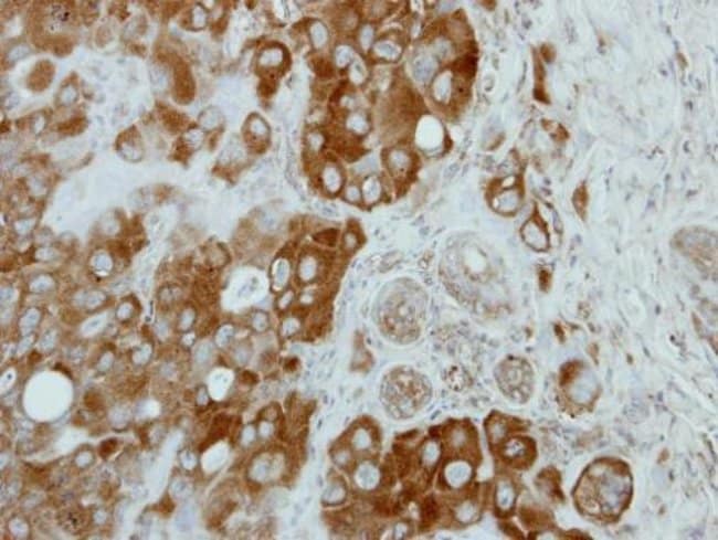 Anti-CNOT3