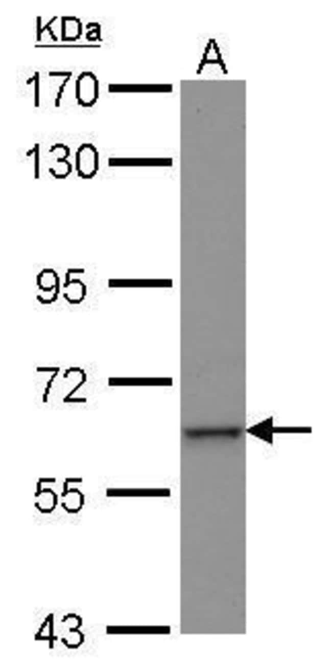 Anti-ZNF37A