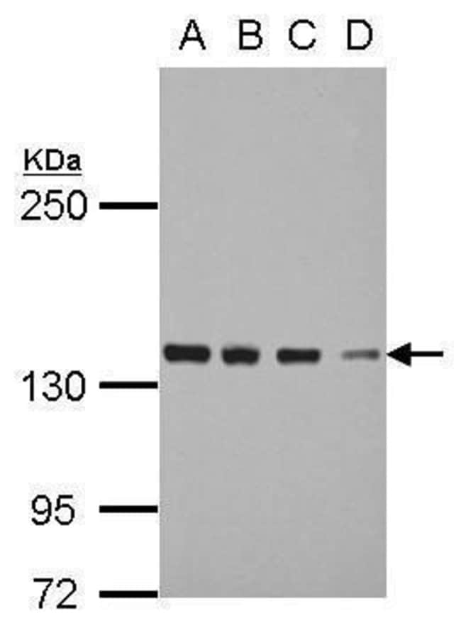 Anti-DDX46