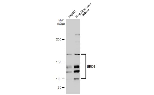 Anti-BRD8