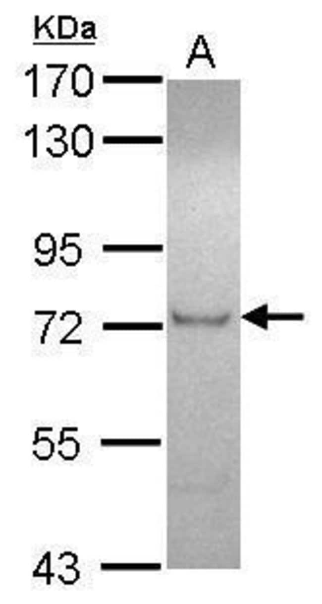 Anti-ZFP95