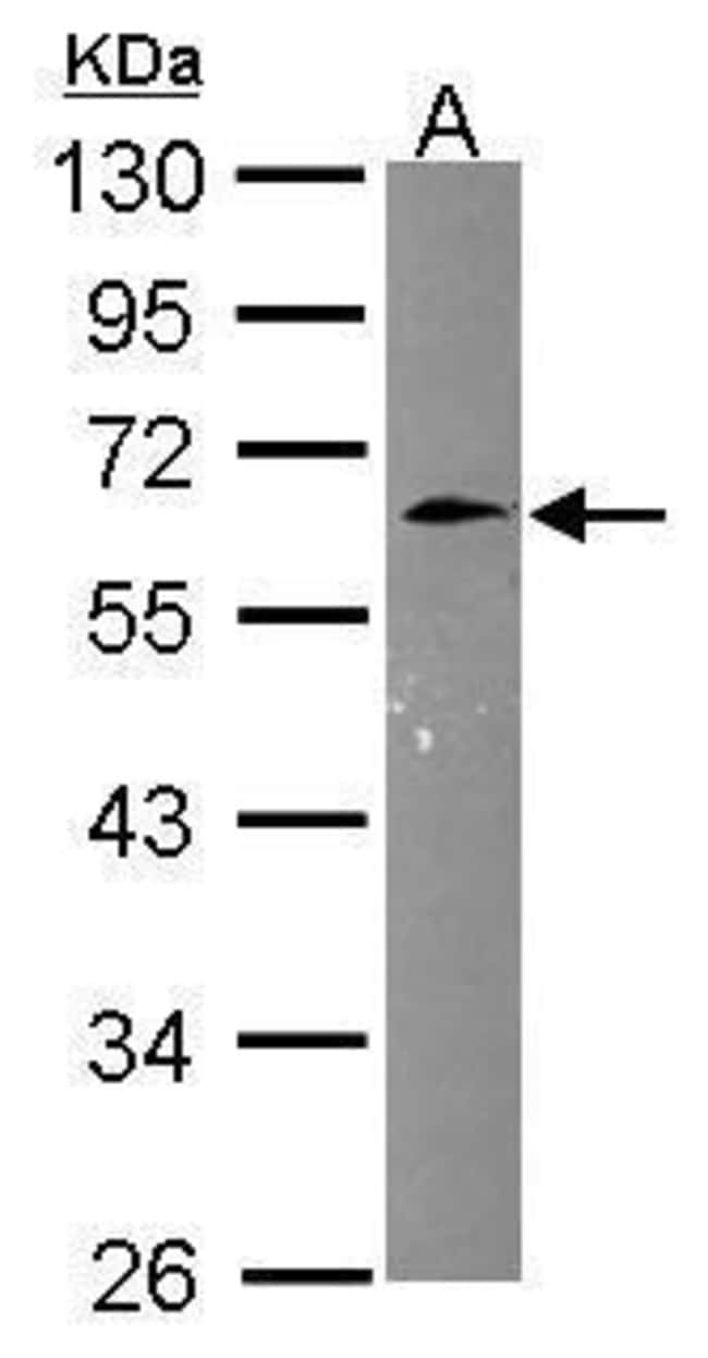 Anti-Cyclin M3