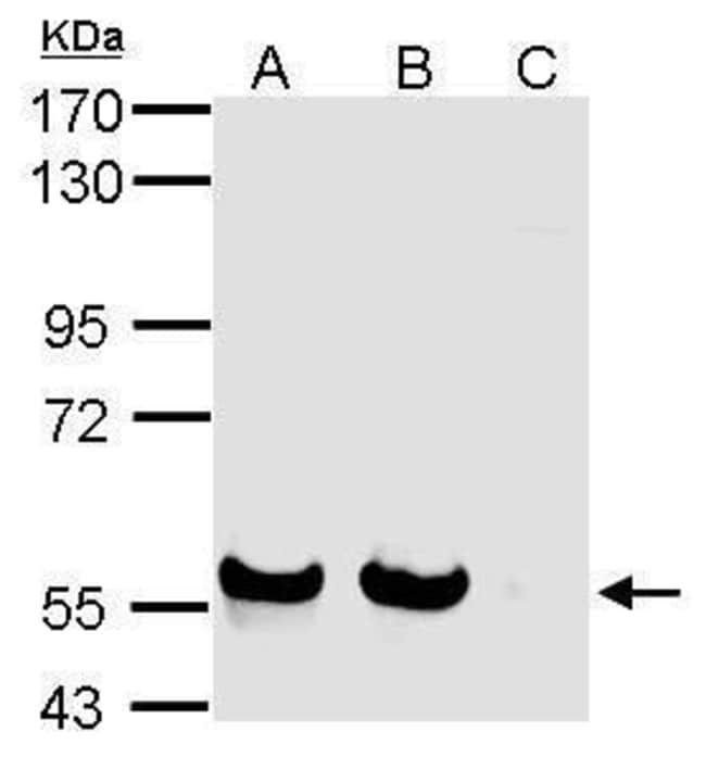 Anti-Siglec 7