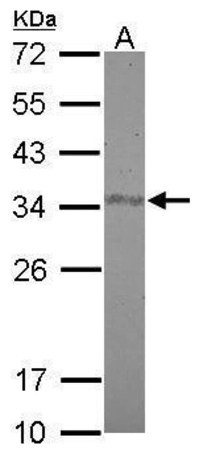 Anti-FAM84A