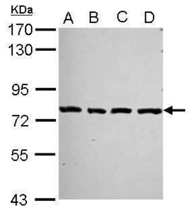 Anti-PCDHA2