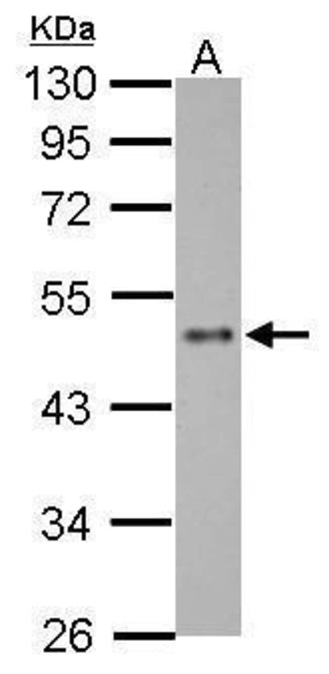 Anti-ZNF71