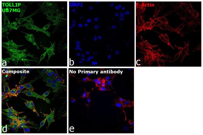100uL Polyclonal antibody, tollip, host