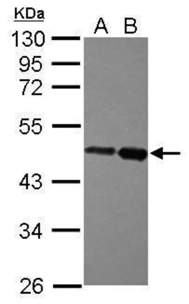 Anti-ZBTB26