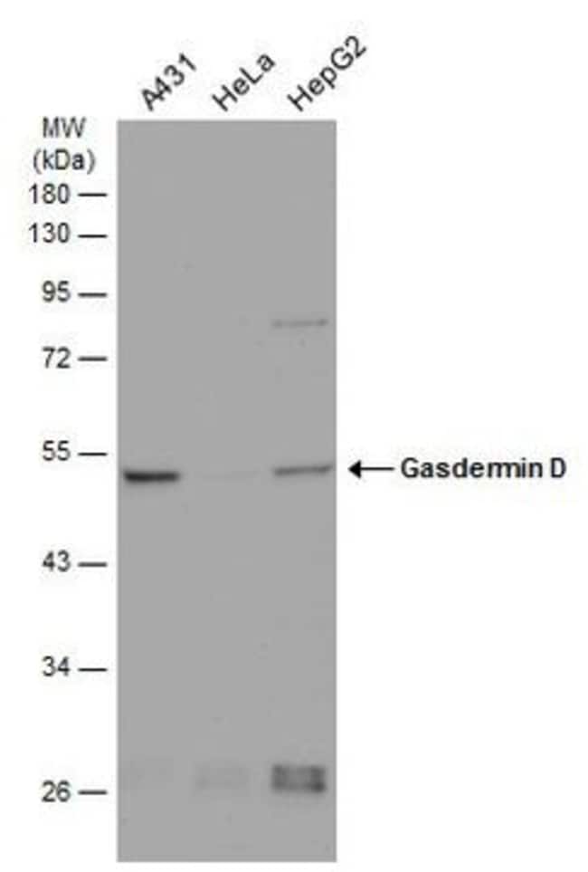 Anti-GSDMD