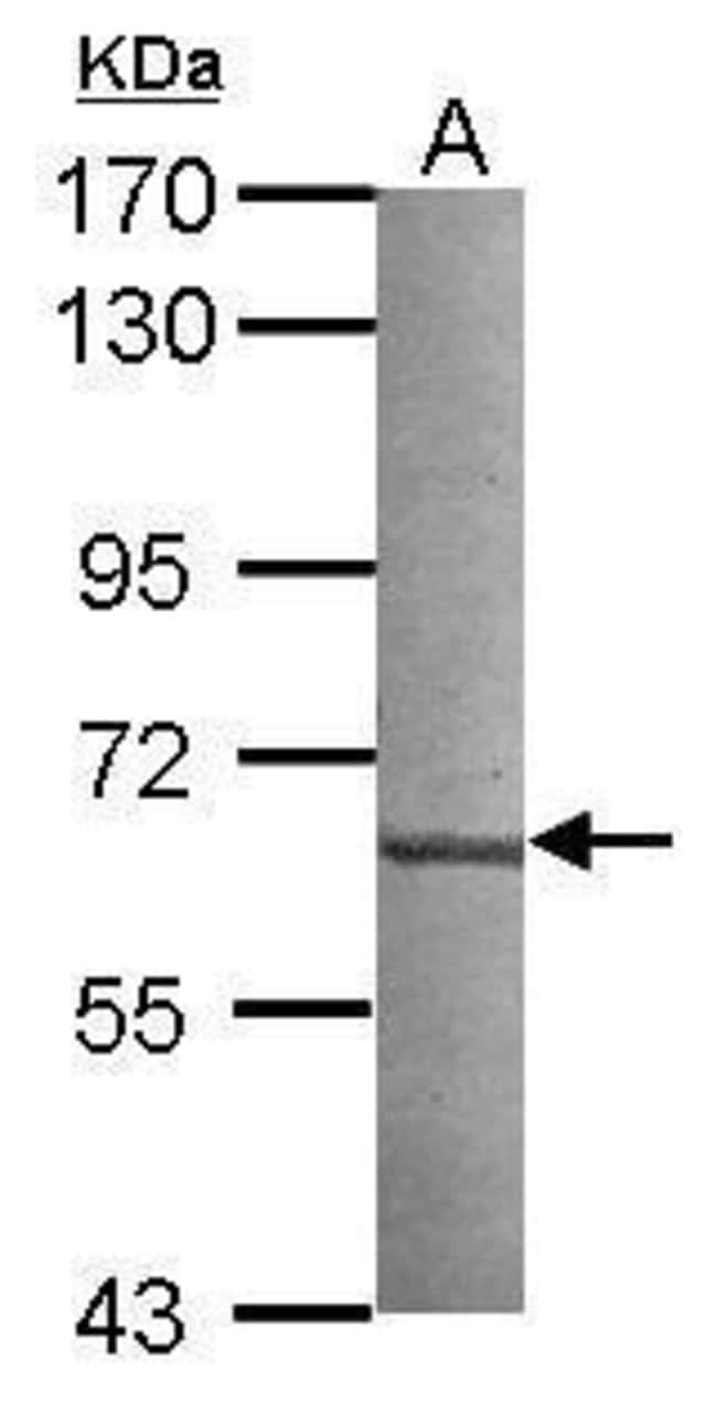 Anti-CML66