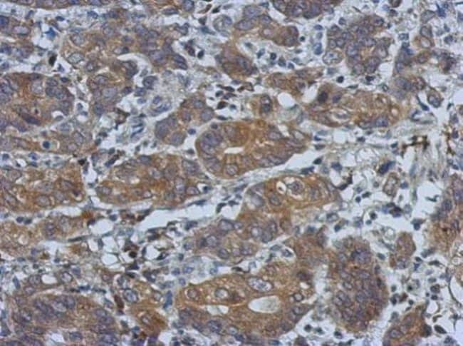 Anti-PCDHGB4