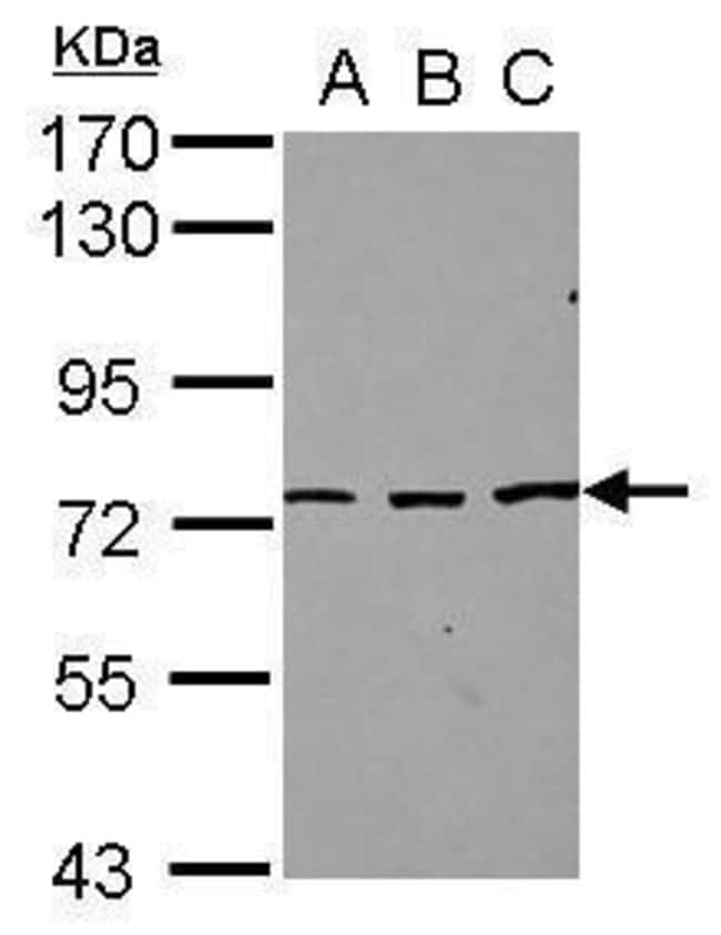 Anti-SFRS12