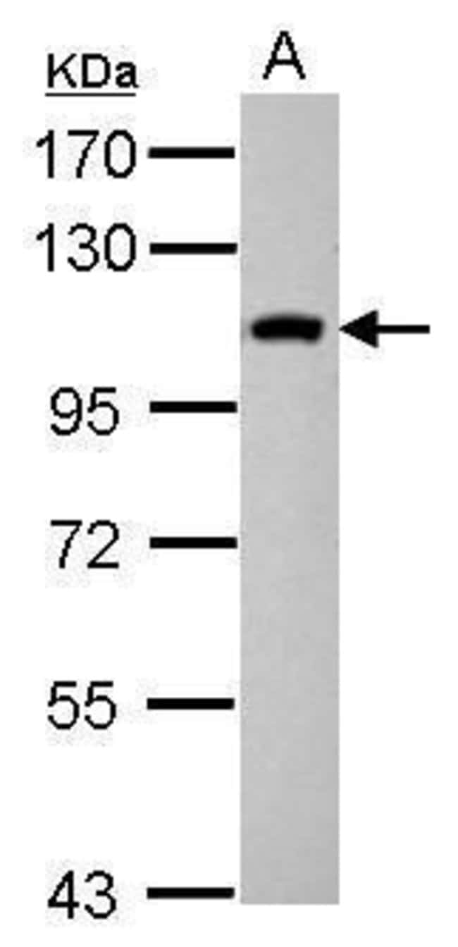 Anti-Cytospin B