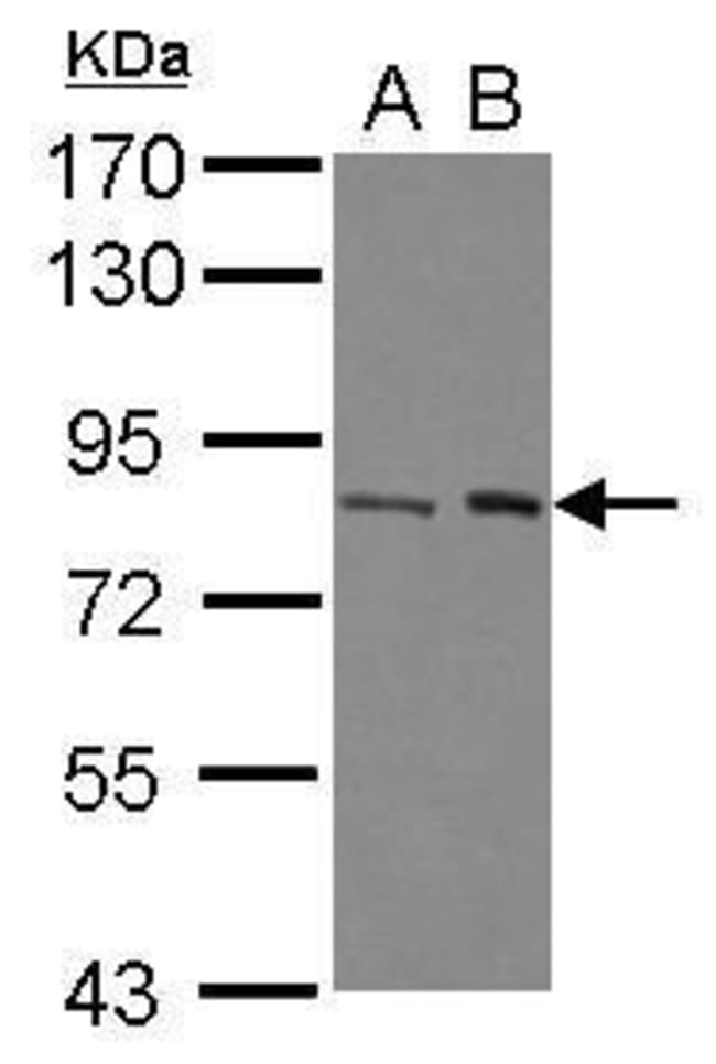 Anti-C7orf27