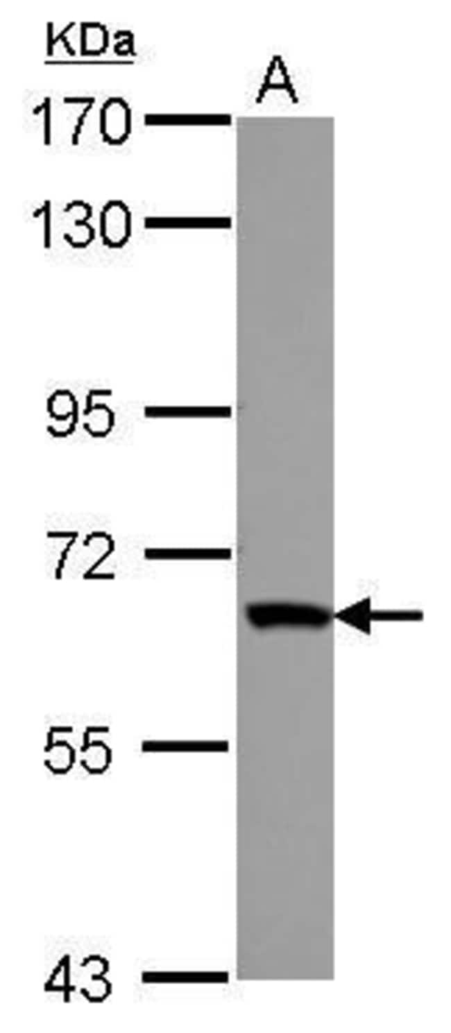 Anti-ZNF543