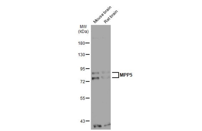 Anti-MPP5