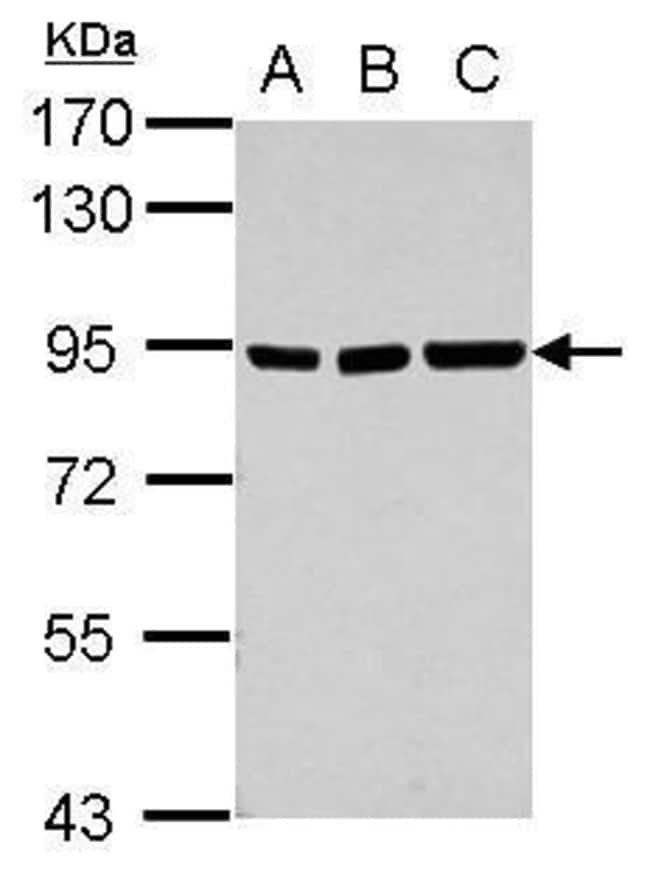 Anti-ZNF31