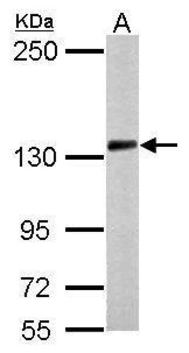 Anti-PCDH10