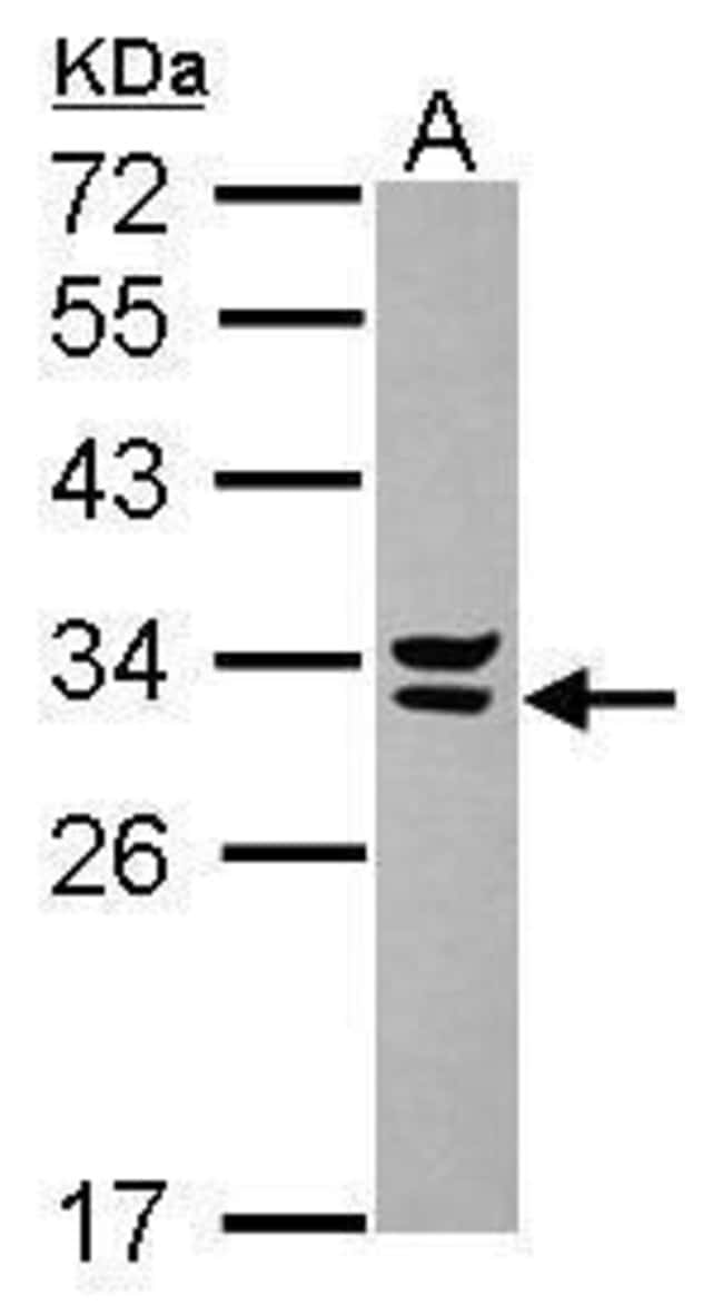 Anti-Syntenin 2