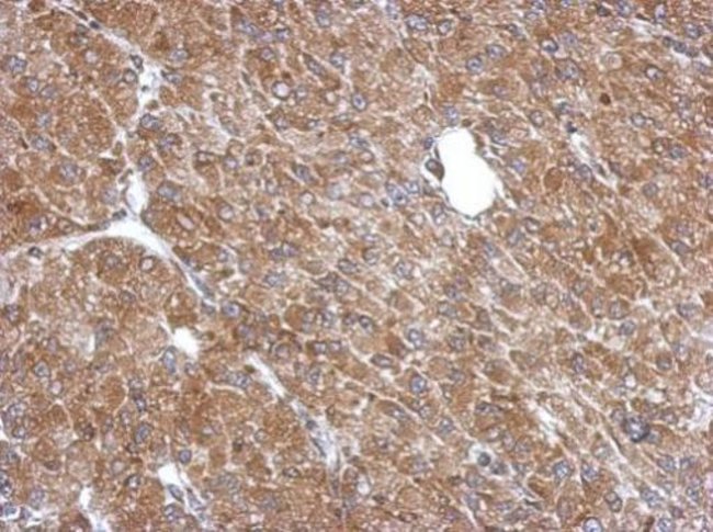 Anti-LANCL1