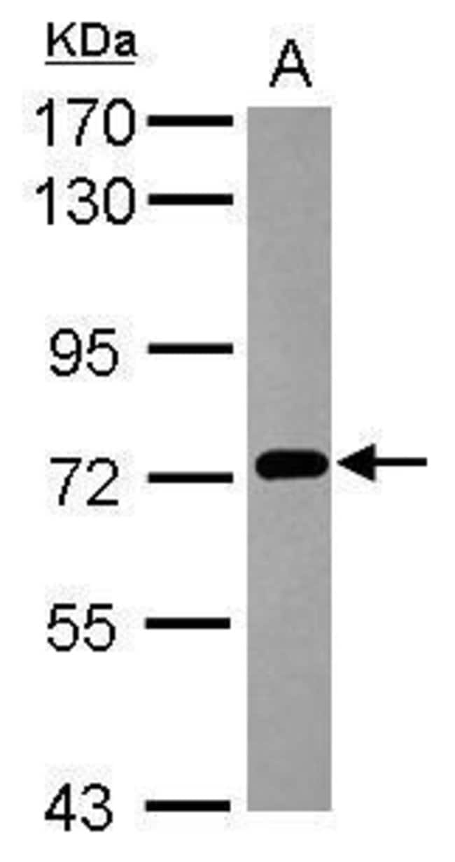 Anti-PCDHB3