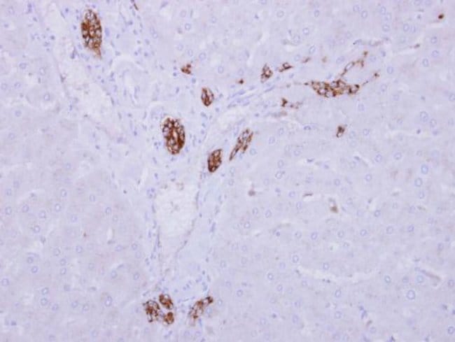 Anti-ARMC1