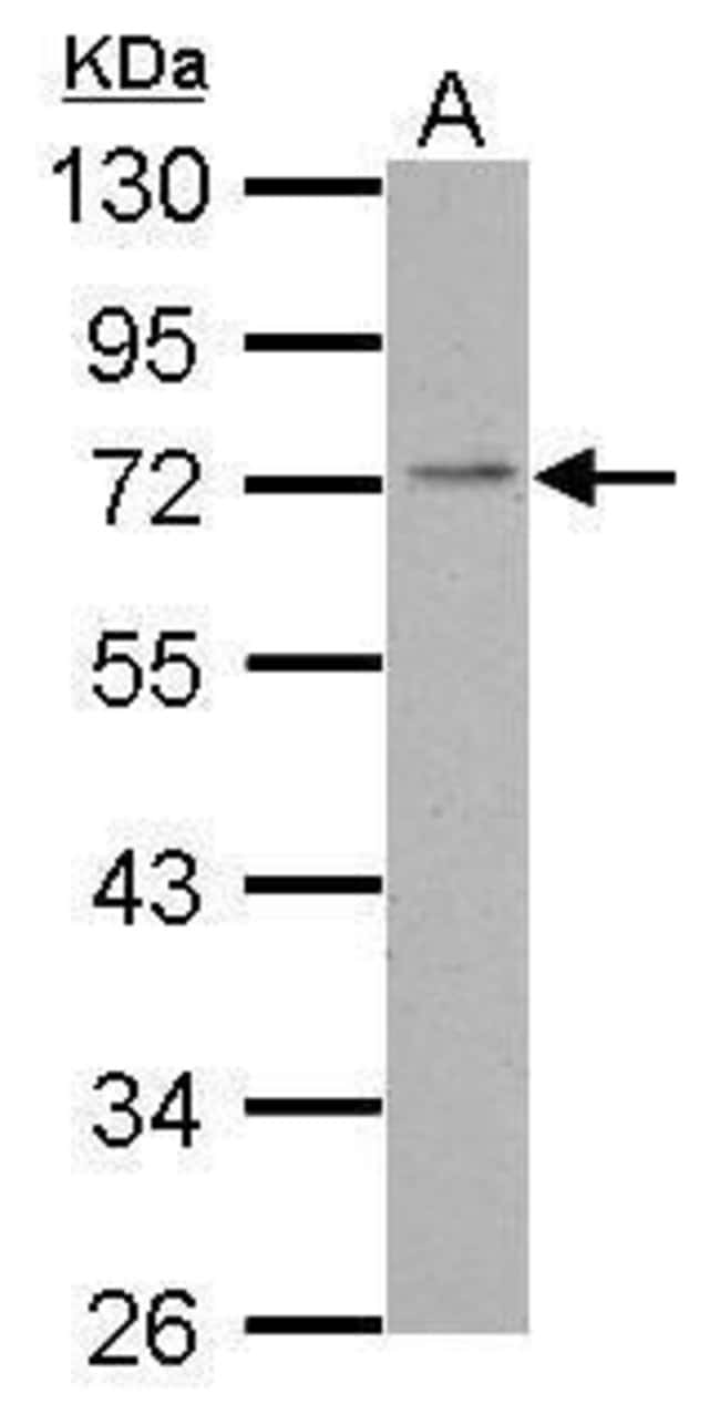 Anti-PDE4C