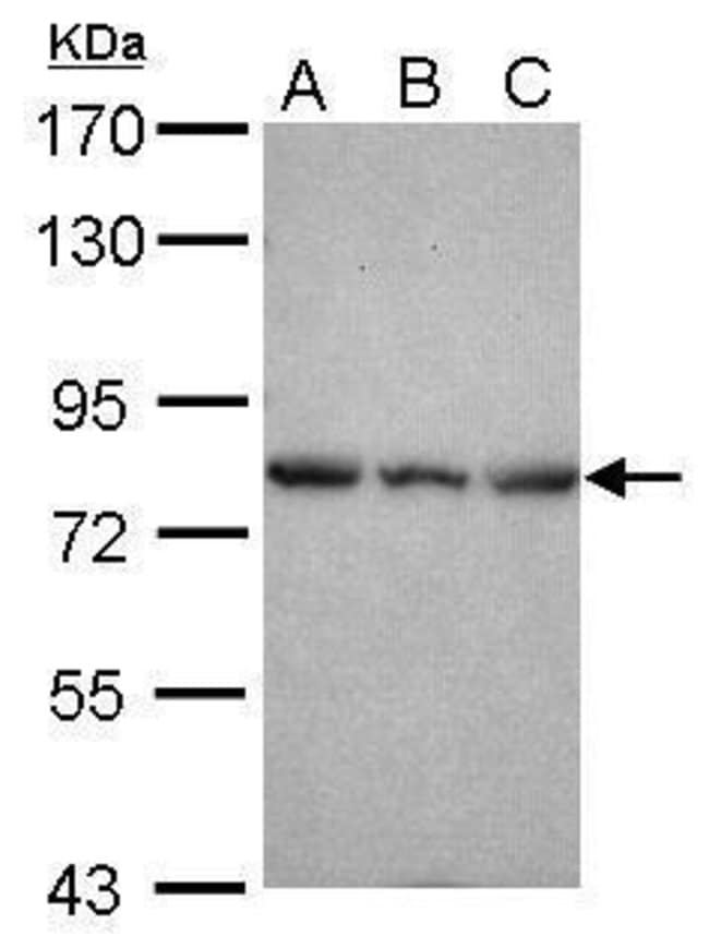 Anti-Epsin 2