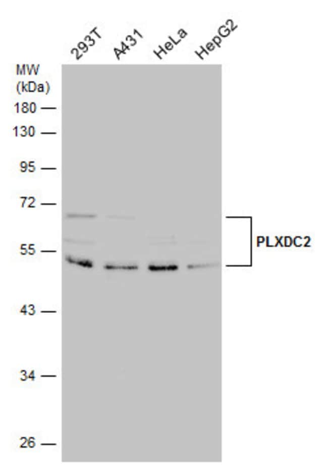 Anti-PLXDC2