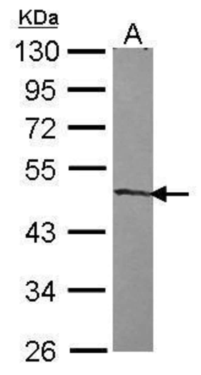 Anti-ZNF239