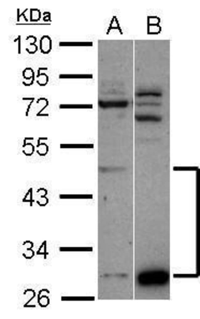 Anti-ZNF410