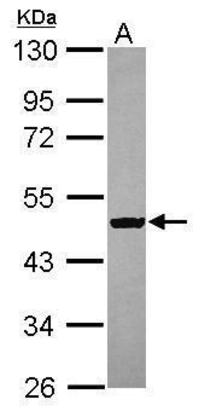 Anti-C9orf68