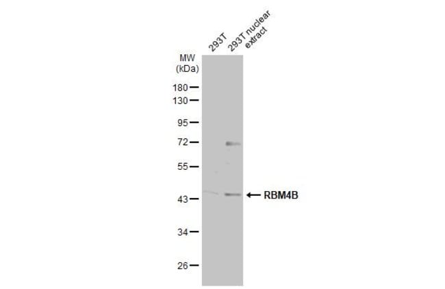 Anti-RBM4B