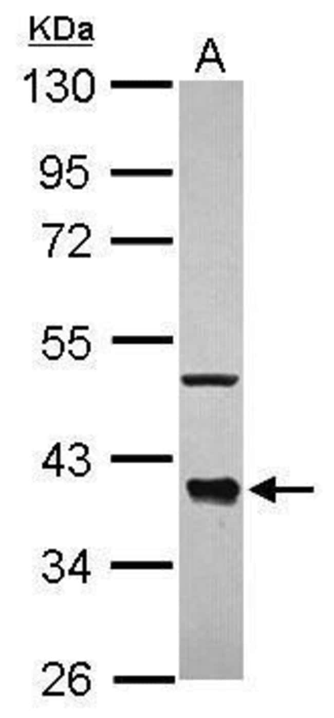 Anti-CDC37L1
