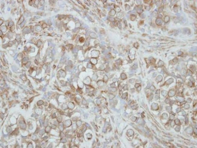 Anti-PCDHA3