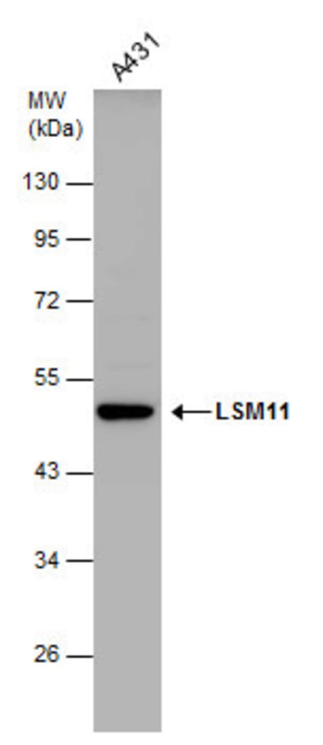 Anti-LSM11