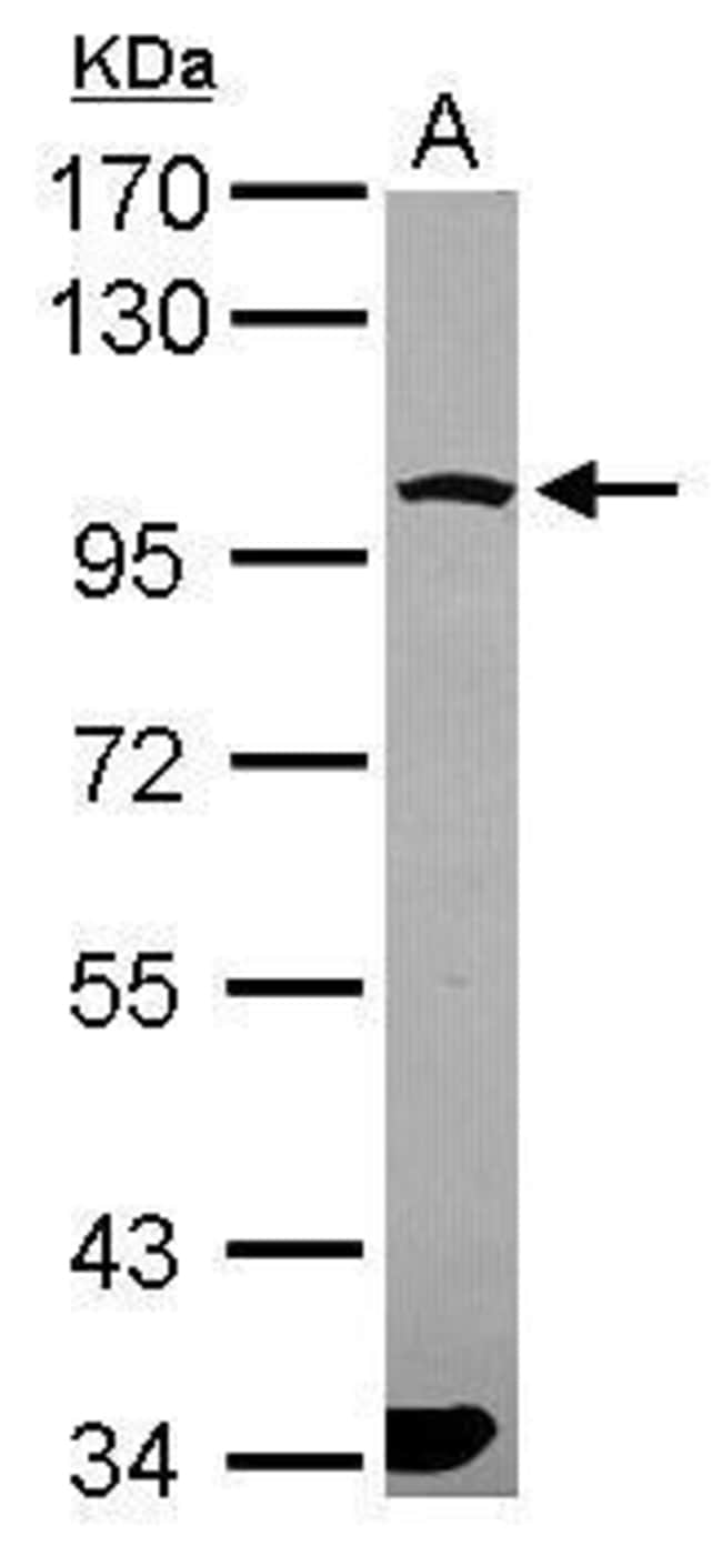 Anti-PCDHGA6